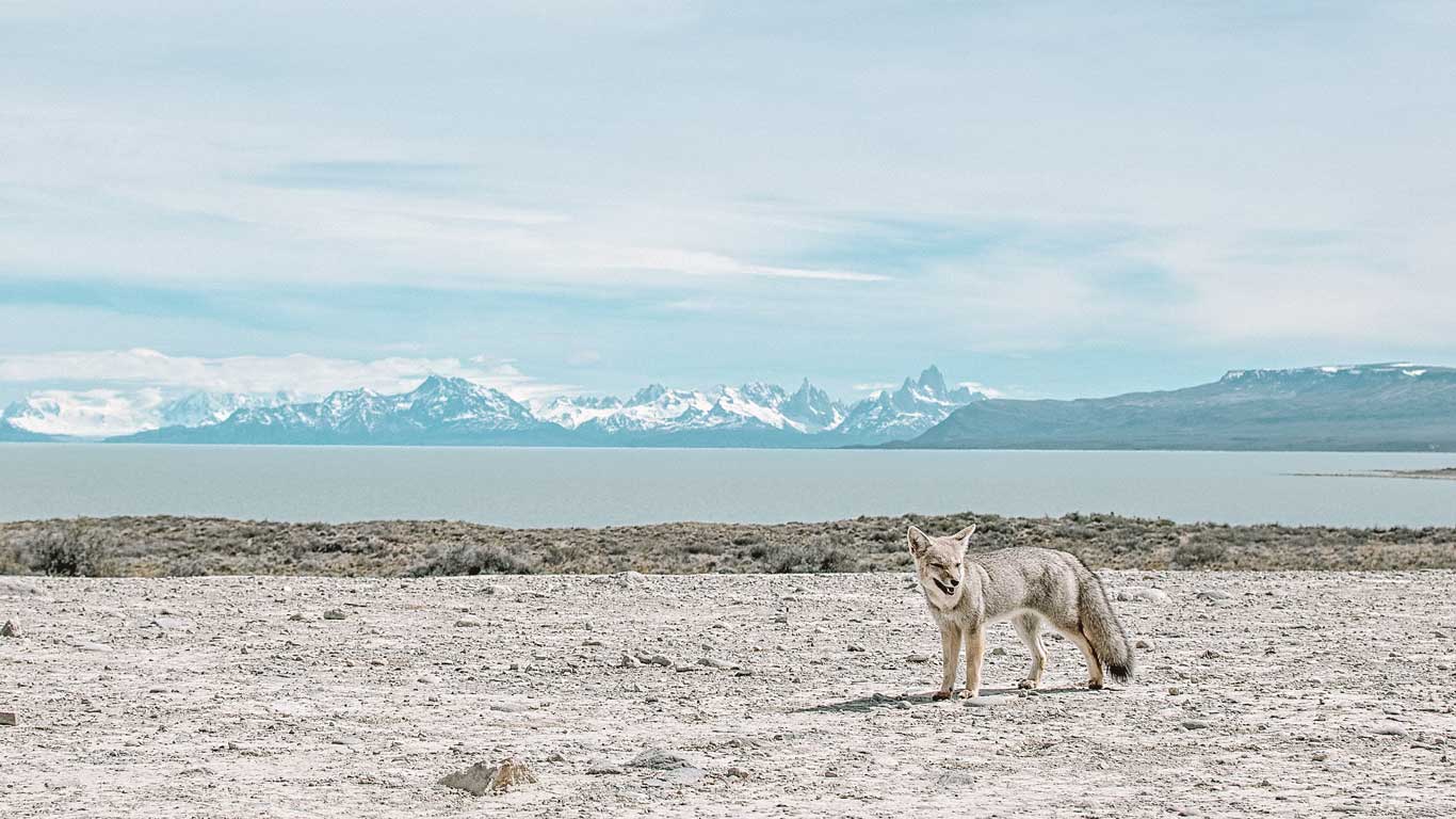 Safári por el Calafate