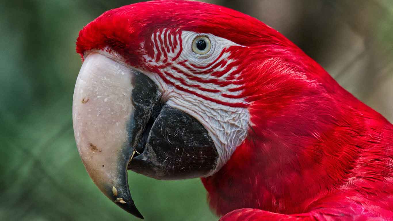 Un primer plano de un guacamayo rojo, mostrando su llamativo plumaje escarlata, su gran pico curvado y sus detalles faciales distintivos. El fondo desenfocado resalta la intensidad de los colores y las texturas del ave.