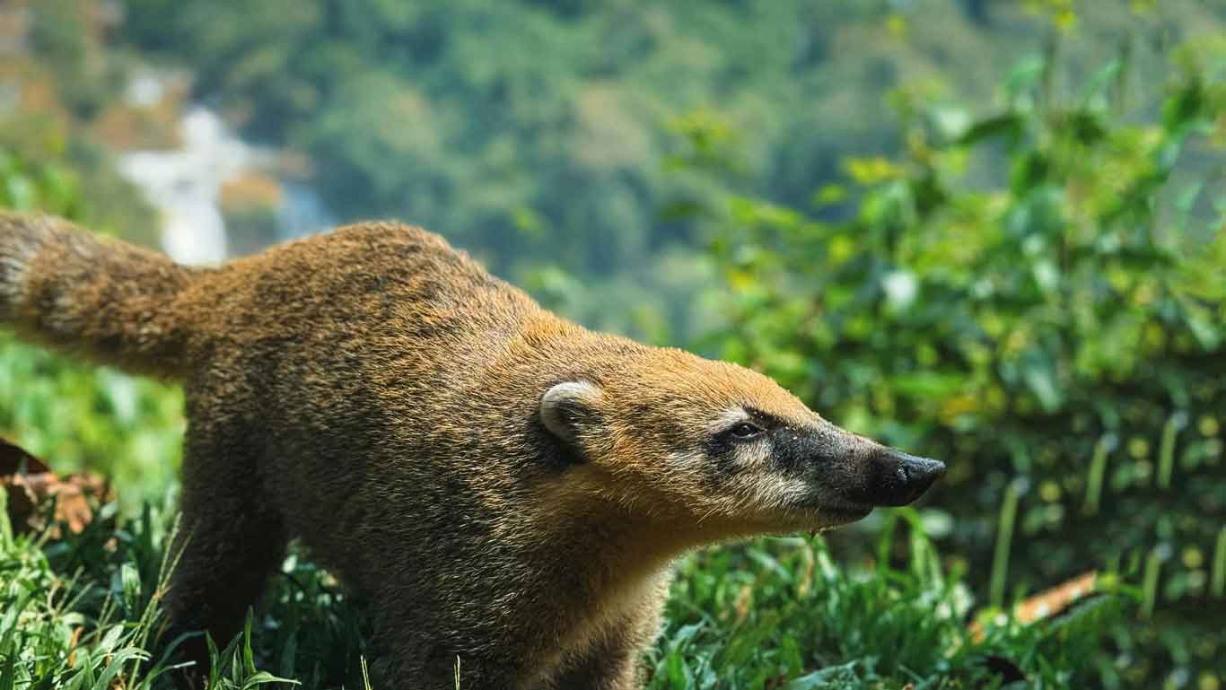 Animal caminando por el sendero de las Cataratas del Iguazú, en Argentina.