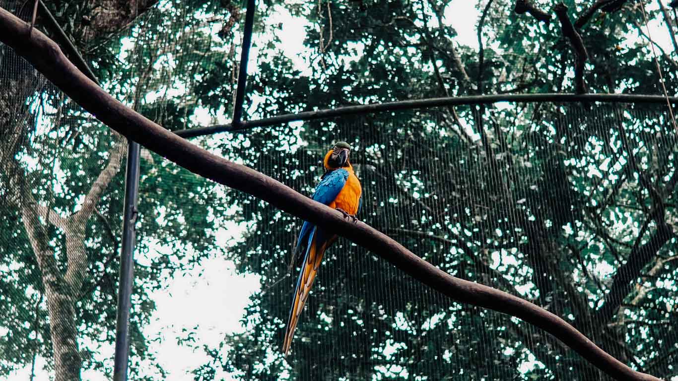 Una guacamaya en un aviario en el Parque de las Aves en las Cataratas del Iguazú.