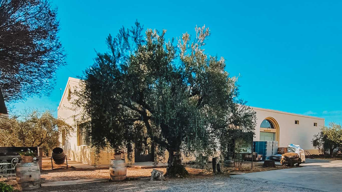 Imagen de una bodega en Mendoza durante diciembre, mostrando un edificio con detalles arquitectónicos clásicos, rodeado de frondosos árboles de olivo y decorado con barriles y carretas de madera. El cielo azul claro y la luz del sol sugieren un clima cálido típico de Mendoza en diciembre.