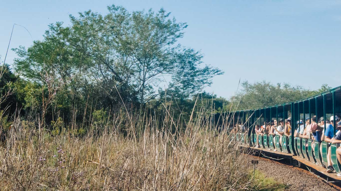 La imagen muestra un tren turístico al aire libre lleno de pasajeros que recorren la selva del Parque Nacional Iguazú. A la izquierda, se observa vegetación densa, con árboles y pastos altos, mientras el tren sigue su camino bajo un cielo despejado. Aunque es un destino popular, la mejor época para ir a las Cataratas del Iguazú es entre marzo y mayo.