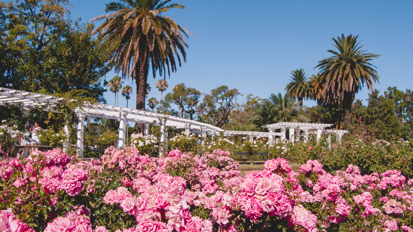 Imagen del Rosedal de Palermo en Buenos Aires, Argentina, con abundantes rosas rosadas en primer plano. Al fondo se observan pérgolas blancas y palmeras que se elevan bajo un cielo despejado. El jardín transmite una atmósfera colorida y serena, rodeado de vegetación exuberante.