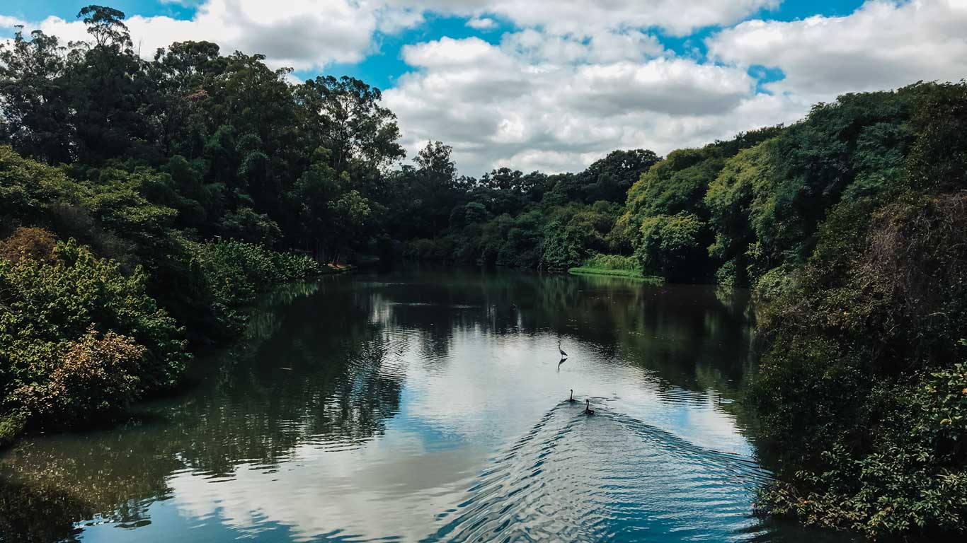 La imagen muestra un lago rodeado de abundante vegetación y árboles frondosos bajo un cielo parcialmente nublado. En el agua se observan aves como garzas y patos, creando un ambiente tranquilo y natural. Si te preguntas qué hacer en São Paulo, este lugar parece ser ideal para disfrutar de la naturaleza, relajarse y observar la fauna local.