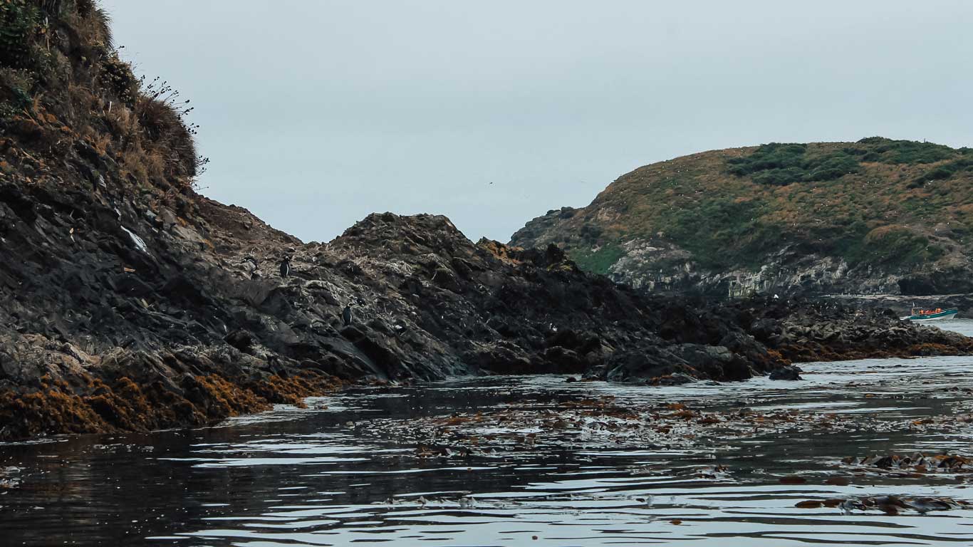 La imagen muestra un paisaje rocoso en la costa de Chiloé, donde varios pingüinos están parados sobre las piedras negras cubiertas de algas marinas. El agua refleja el cielo nublado, y al fondo se ven colinas cubiertas de vegetación con más aves posadas en ellas. A la derecha, una pequeña embarcación se acerca a la zona, probablemente como parte de un tour para observar la fauna local.