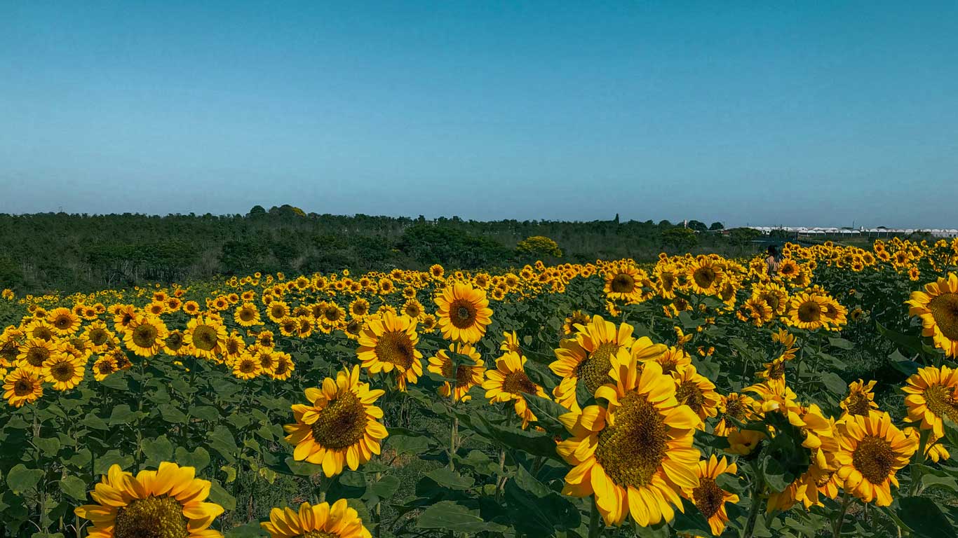 Un extenso campo de girasoles en plena floración en Holambra, São Paulo, con un cielo azul despejado y un fondo de vegetación verde. Las flores doradas miran hacia el sol, creando un paisaje vibrante y lleno de vida. La imagen transmite una sensación de alegría y conexión con la naturaleza en esta famosa región de cultivo de flores en Brasil.