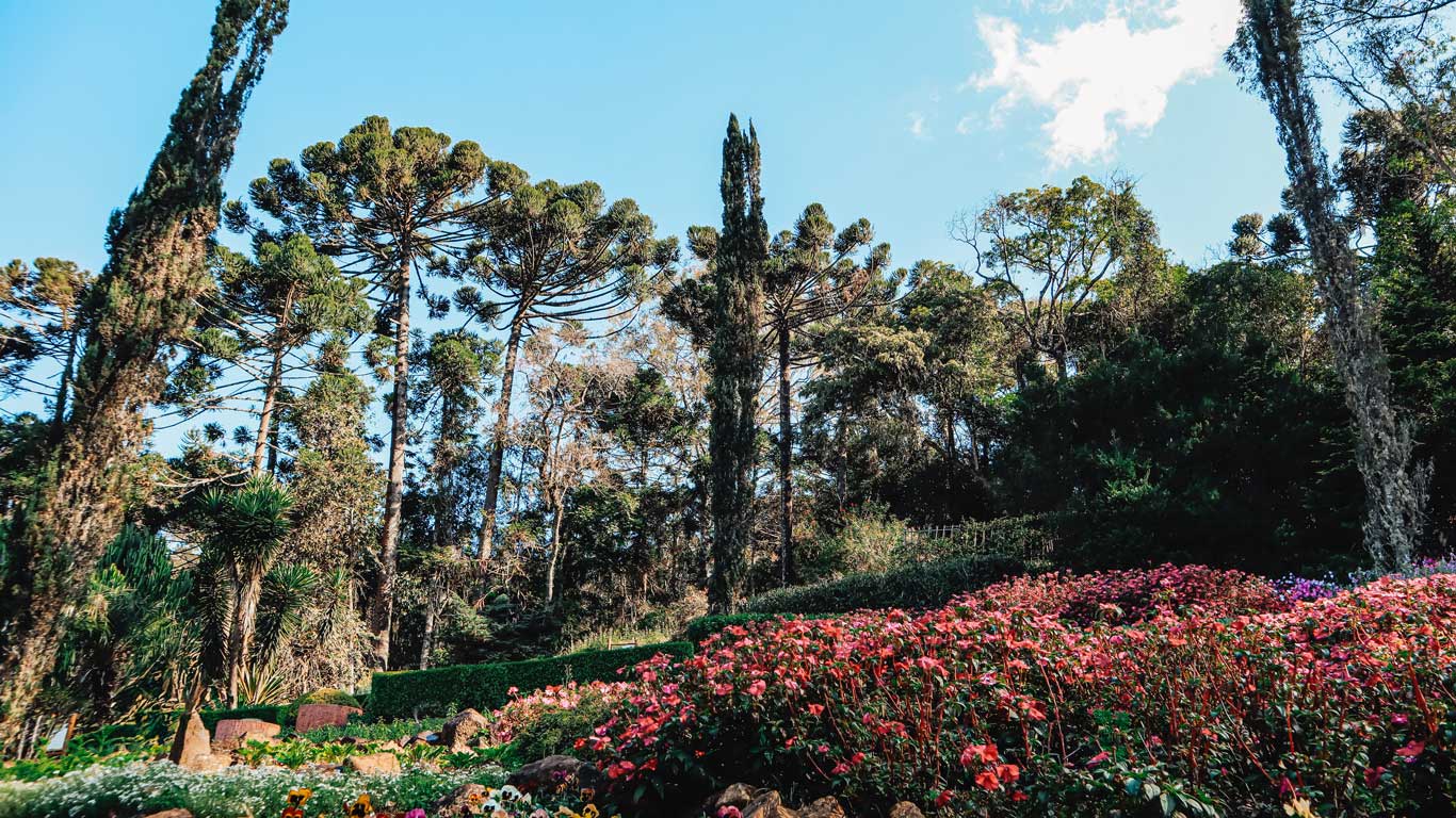 Un hermoso jardín con flores rosadas y coloridas en primer plano, rodeado de exuberante vegetación y altos árboles característicos de Santo Antônio do Pinhal, São Paulo. El cielo azul despejado y la luz natural resaltan la serenidad del paisaje. La imagen transmite una sensación de paz y conexión con la naturaleza en este encantador destino de montaña.