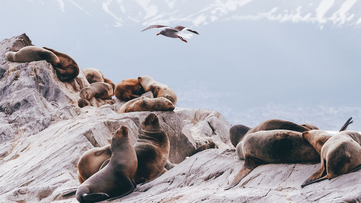 Leones marinos descansando sobre rocas en el Canal Beagle en Ushuaia, con una gaviota volando y montañas nevadas desenfocadas al fondo.