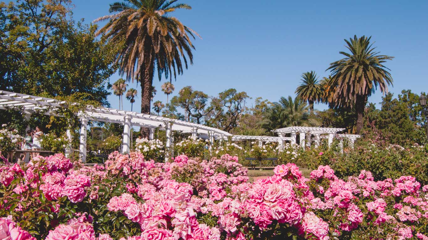 rosedal-de-palermo El Rosedal de Palermo, en Buenos Aires, deslumbra con una explosión de rosas rosadas en primer plano. Al fondo, unas estructuras blancas tipo pérgola cubiertas de enredaderas se extienden por el jardín, mientras altas palmeras completan el paisaje verde y exuberante.